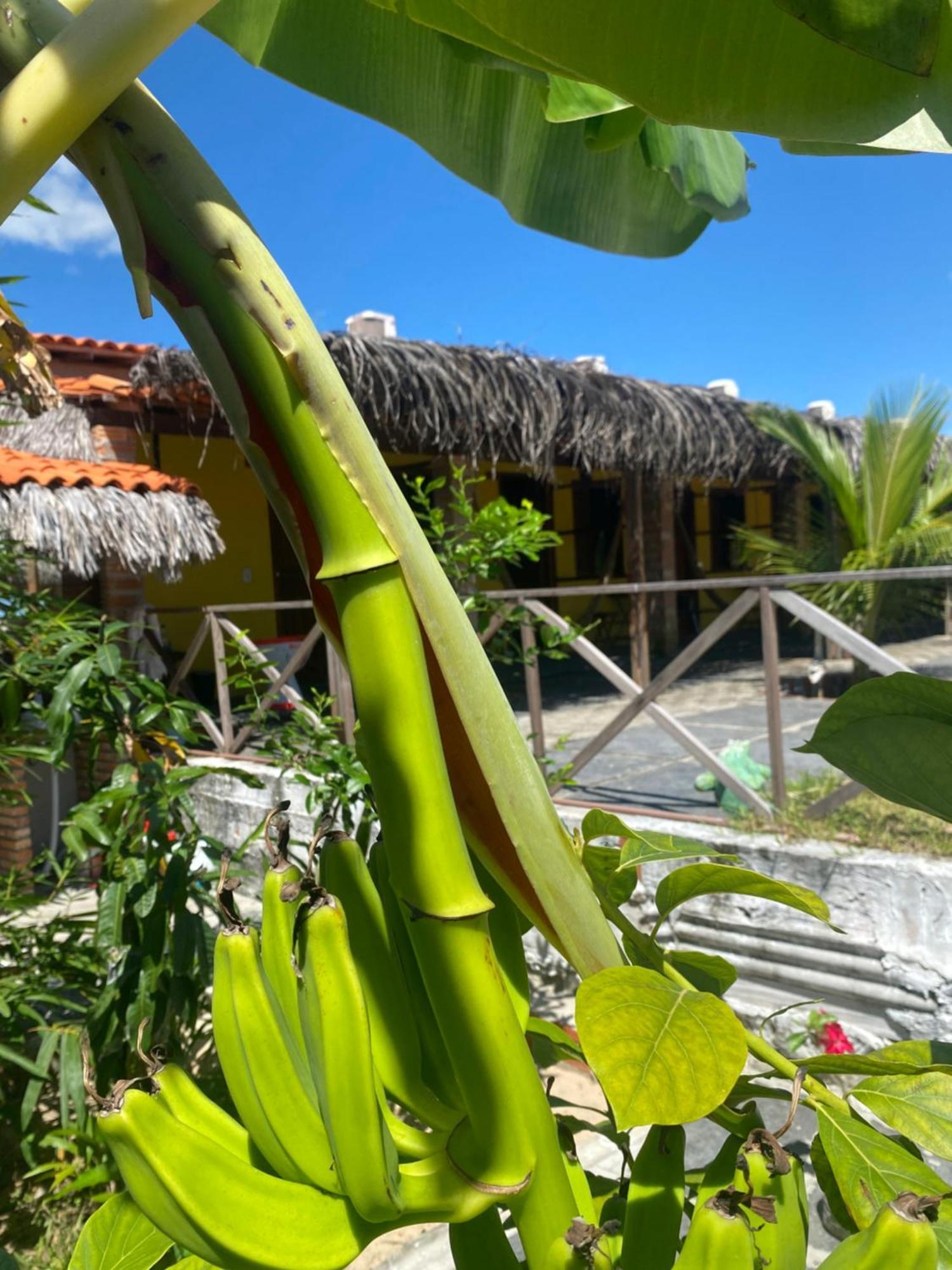Pousada Rancho Sol Nascente Tutóia 外观 照片